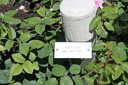 95 - Butchard Gardens  - IMG_1702